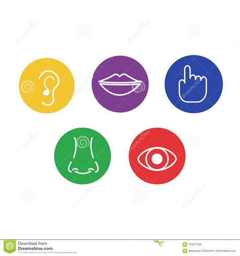 Set Of Icons Of The Five Human Senses Sight Smell Hearing Touch
