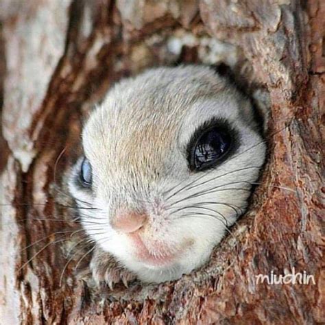 Siberian Flying Squirrel Pteromys Volans By Miuchin Baby Animals