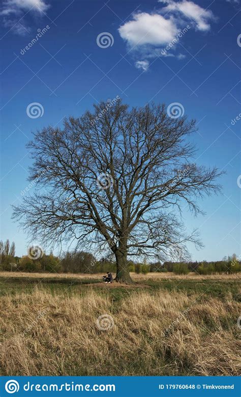 A Single Old Tree In The Landscape Under Which A Lonely Man Sits Stock