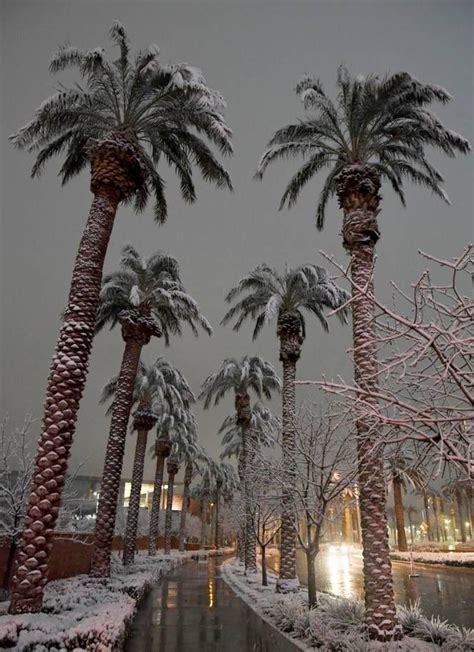 Snow Covers Palm Trees During A Winter Storm On February 21 2019 In