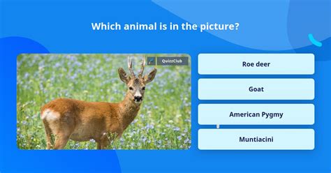 Which Animal Is In The Picture Trivia Questions Quizzclub