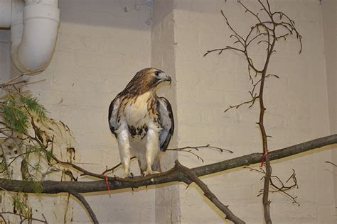 Rudy The Red Tailed Hawk Lands At The Racine Zoo In May Gateway
