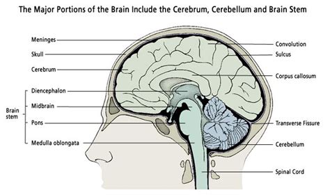 Brain Anatomy Princeton Brain And Spine
