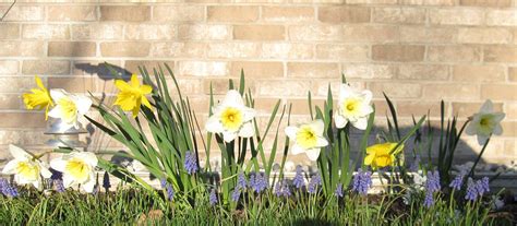 Our Garden Daffodils And Purple Grape Hyacinths