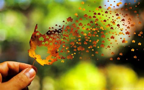 Autumn Leaf Art Of Fall Leaves Wallpapers Of Beautiful Nature Desktop