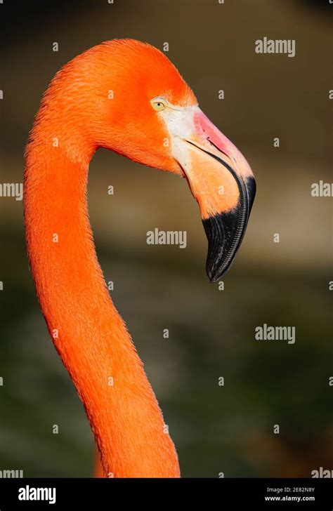 A Pink Flamingo Bird Standing On One Leg Stock Photo Alamy