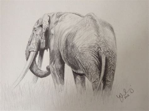 Although poaching of elephants for their ivory has declined since the 1989 worldwide ivory ban, it remains a widespread problem in west and central africa. 17+ images about Elephants: Drawings on Pinterest | An ...