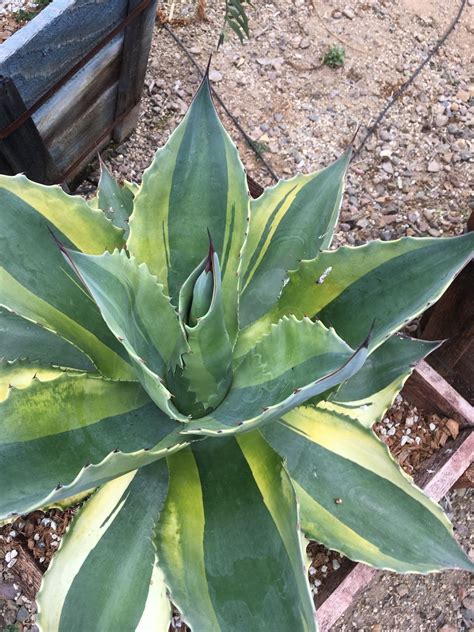 It had not previously been described in any literature. Variegated Agave Ovatifolia Whales Tongue RARE | eBay ...