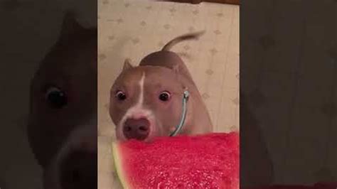Dog Cannot Get Enough Of Watermelon Viralhog Youtube