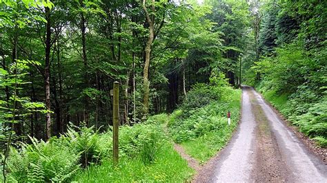 £86m Boost To Restore Wales Celtic Rainforests Bbc News