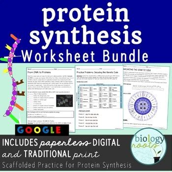 Biomedical engineers study which specific dna sequences code for certain. Protein Synthesis Simulation Worksheet Answers