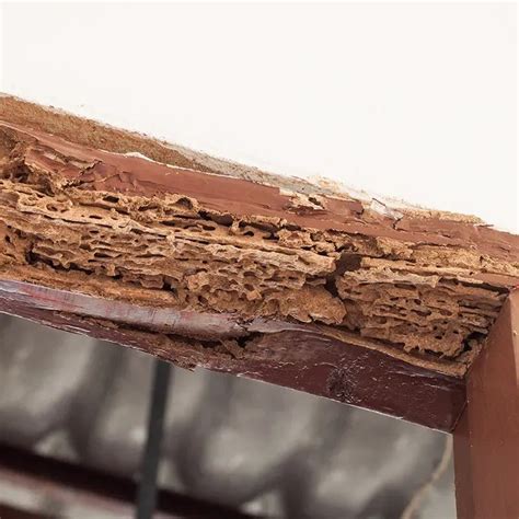 Protecting Your Home The Battle Against Termites With Wipe Out Pest