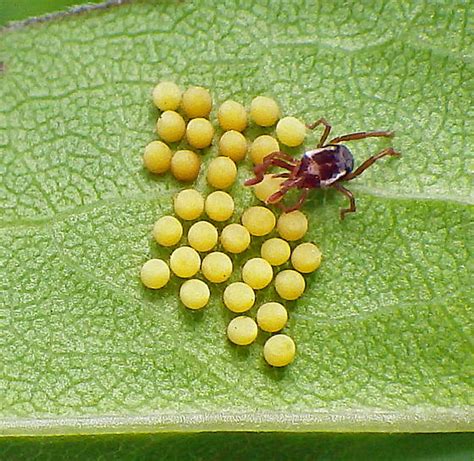 Yellow Eggs And Leptus Mite Bugguidenet