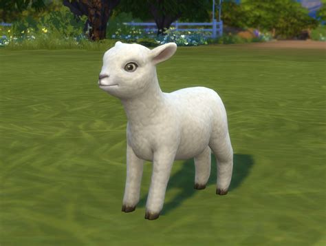 Sheep The Sims Wiki Fandom
