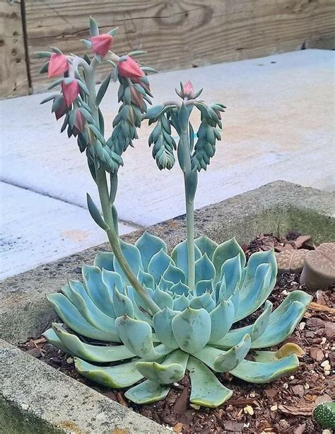 Types of succulents that bloom. Pin on FLOWERS, PLANTS & TREES