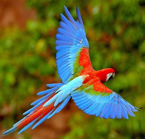 Artinya mimpi tersesat memiliki beragam makna. 32 Arti Mimpi Melihat Burung Menurut Primbon Jawa Lengkap ...