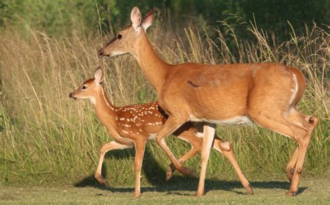 Effects Of Old Age On Female White Tailed Deer In Illinois