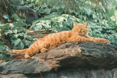 Orange Tabby Cat Lying On Brown Tree Log · Free Stock Photo