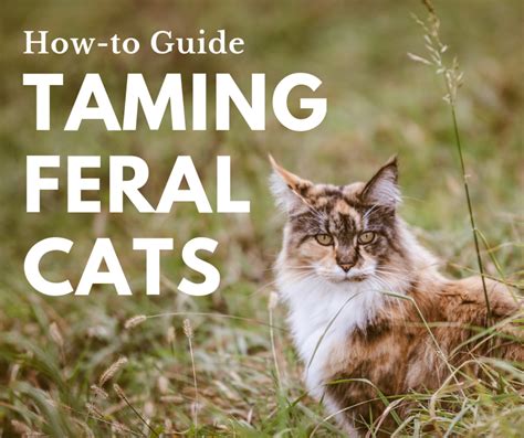 How To Tame A Wild Cat Pethelpful