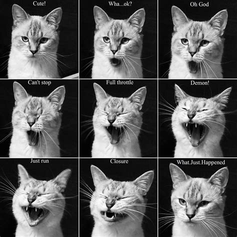 Stages Of A Cat Yawn Cat Yawning Cat Anatomy Cat Expressions