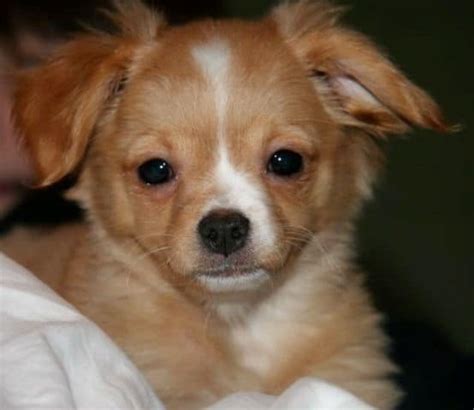 Find out more about the pomchi. Pomchi, Pomeranian and Chihuahua Mix - SpockTheDog.com