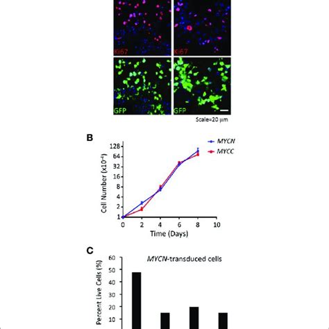 Mycn And Myc Upregulate Sustained Mdm2 Expression And Proliferation