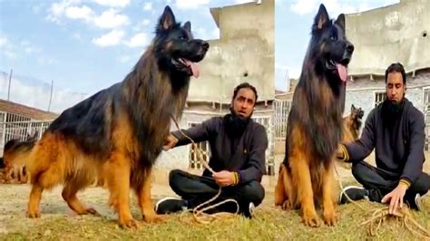 1 Biggest German Shepherd Male Dog 5 Gsd Female Dogs Hsn Entertainment