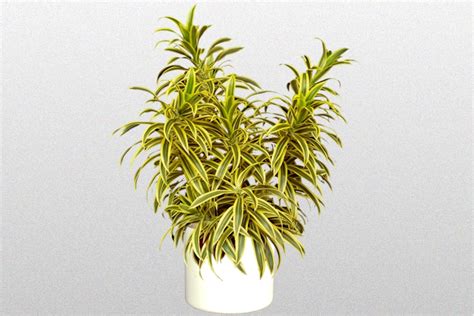 Although the leaf spots mimic various fungal symptoms, it is not a fungal problem. Dracaena Reflexa "Song of India" - Creative Plant Designs