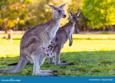 Kangaroo Mother And Baby At The Zoo In Israel Stock Photography