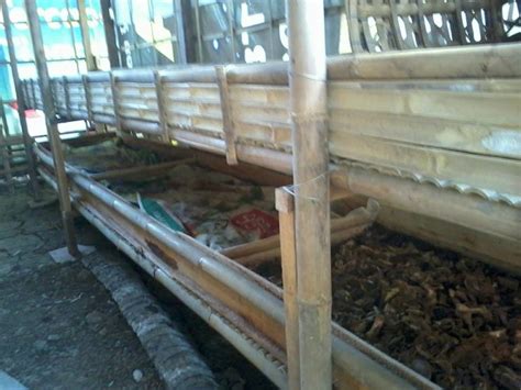Untuk memenuhi kebutuhan cacing sutra yang kontinu dilakukan budidaya cacing sutra terkontrol. Cara Budidaya Cacing Tanah dan Cacing Sutra - Ragam Informasi