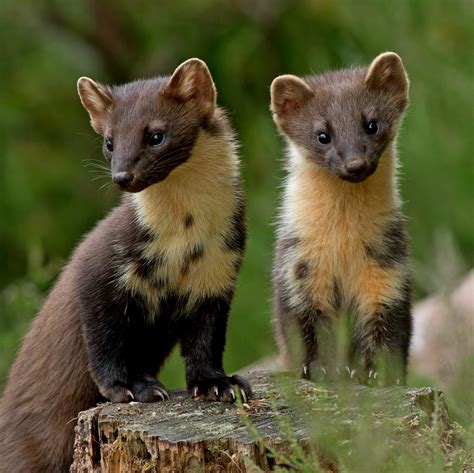 Pine Marten Female And Kit My Favourite Shot Of The Year Flickr