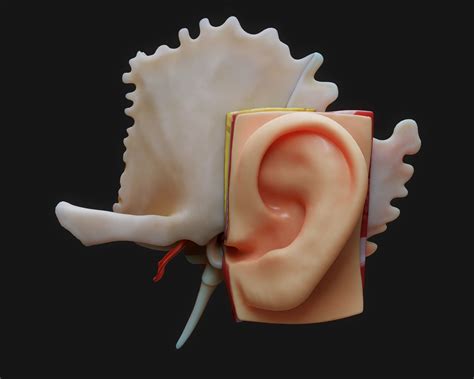 Ear Structure Anatomy Section 3d Model Animated Cgtrader