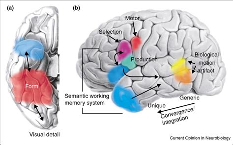Figure 2 From Semantic Memory And The Brain Structure And Processes