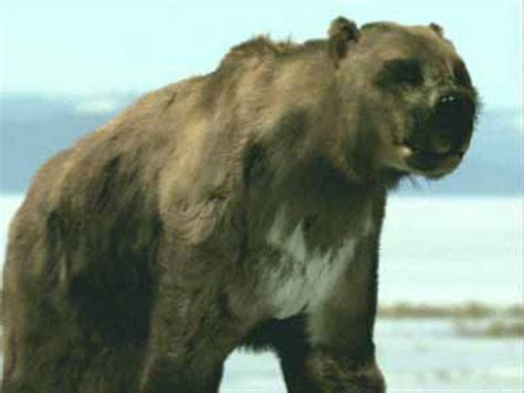 The Short Faced Bear Hubpages