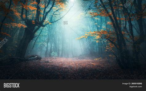 Mystical Forest Blue Image And Photo Free Trial Bigstock