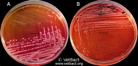 Salmonella enterica and salmonella bongori. Salmonella enterica subsp. enterica