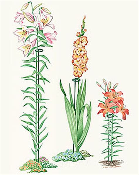 Maybe you would like to learn more about one of these? Single Stem Flower Supports 24" to 46"| Gardener's Supply ...