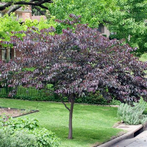 Image Result For Cercis Canadensis Forest Pansy Redbud Tree Trees