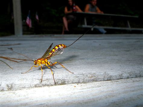 These are some of the images that we found within the public domain for your bee insect keyword. 013 Ichneumon Wasp | This large guy was hanging out on the ...