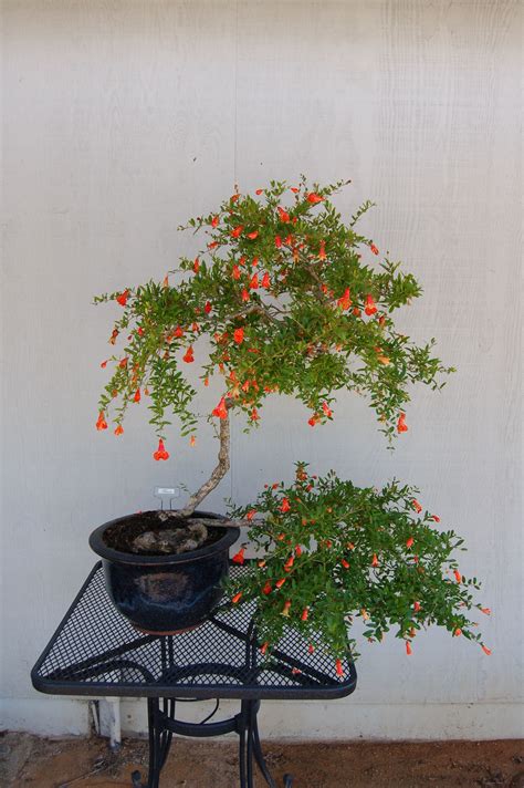 Reapply fertilizer after one month. pomegranate bonsai | Bonsai of the Month - Dwarf ...