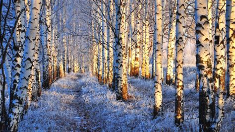 Winter Birch Forest Hd Wallpaper Background Image
