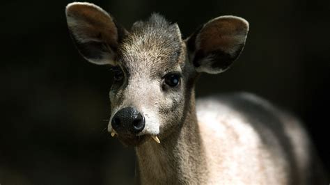 Tufted Deer With Vampire Fangs Spotted In Sw China Cgtn