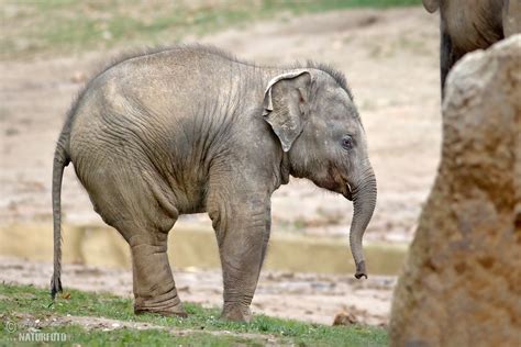 Asian Elephant Photos Asian Elephant Images Nature Wildlife Pictures