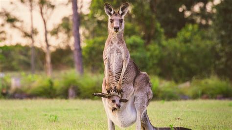 What A Kangaroo Pouch Is Really Like