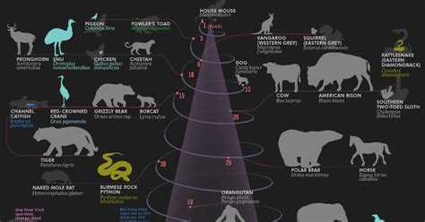 Ranked The Life Expectancy Of Humans And 49 Other Animals