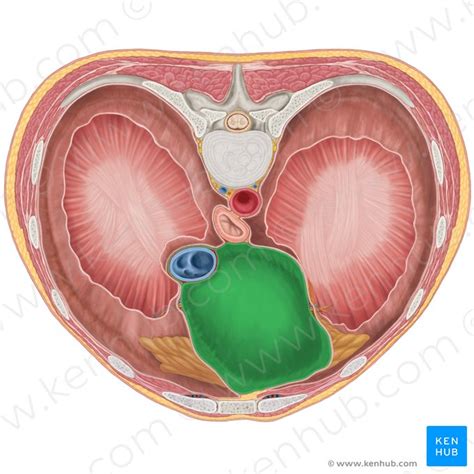 Pericardium Anatomy Of Fibrous And Serous Layers Kenhub