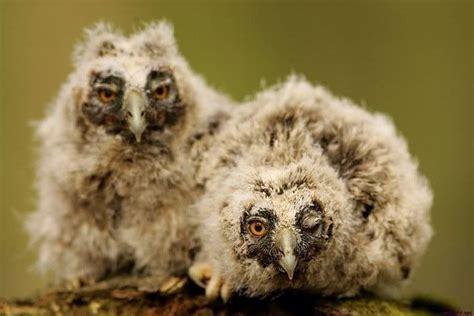Rare Baby Owls The Pet Blog Cute Baby Owls Bizarre Animals Ugly