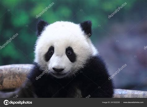 Month Old Giant Panda Cub Long Long Reacts Chimelong Safari Stock
