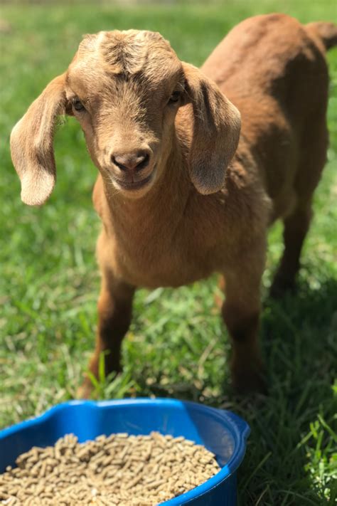17 Things Goats Like To Eat Most Diet Care And Feeding Tips 2022