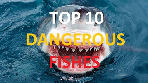 Top 10 Most Dangerous Fishes Youtube